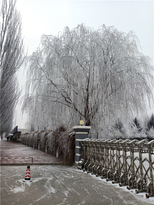 2019年冬雪(攝影：財務(wù)部，柴薪科，工號N14246).jpg